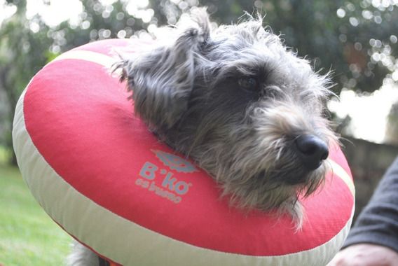 Dona Isabelina Talla 3